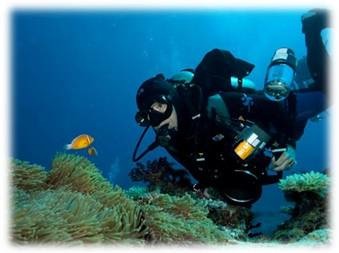 Impacts of aquarium trade