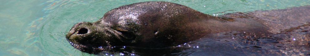 HAWAIIAN MONK SEAL DEATHS